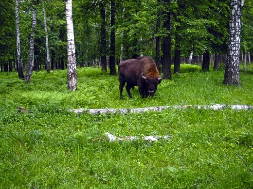 В гости к страусам и зубрам